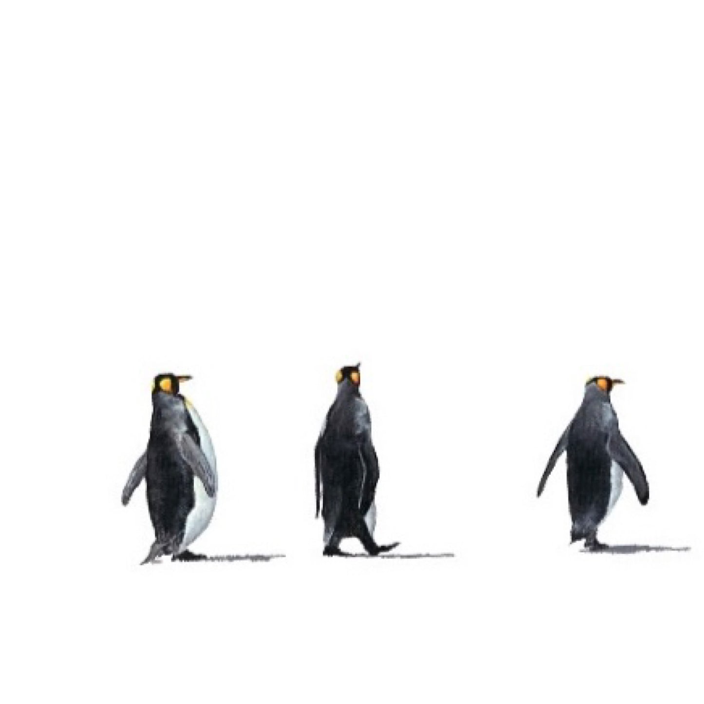 Lost in Antarctica