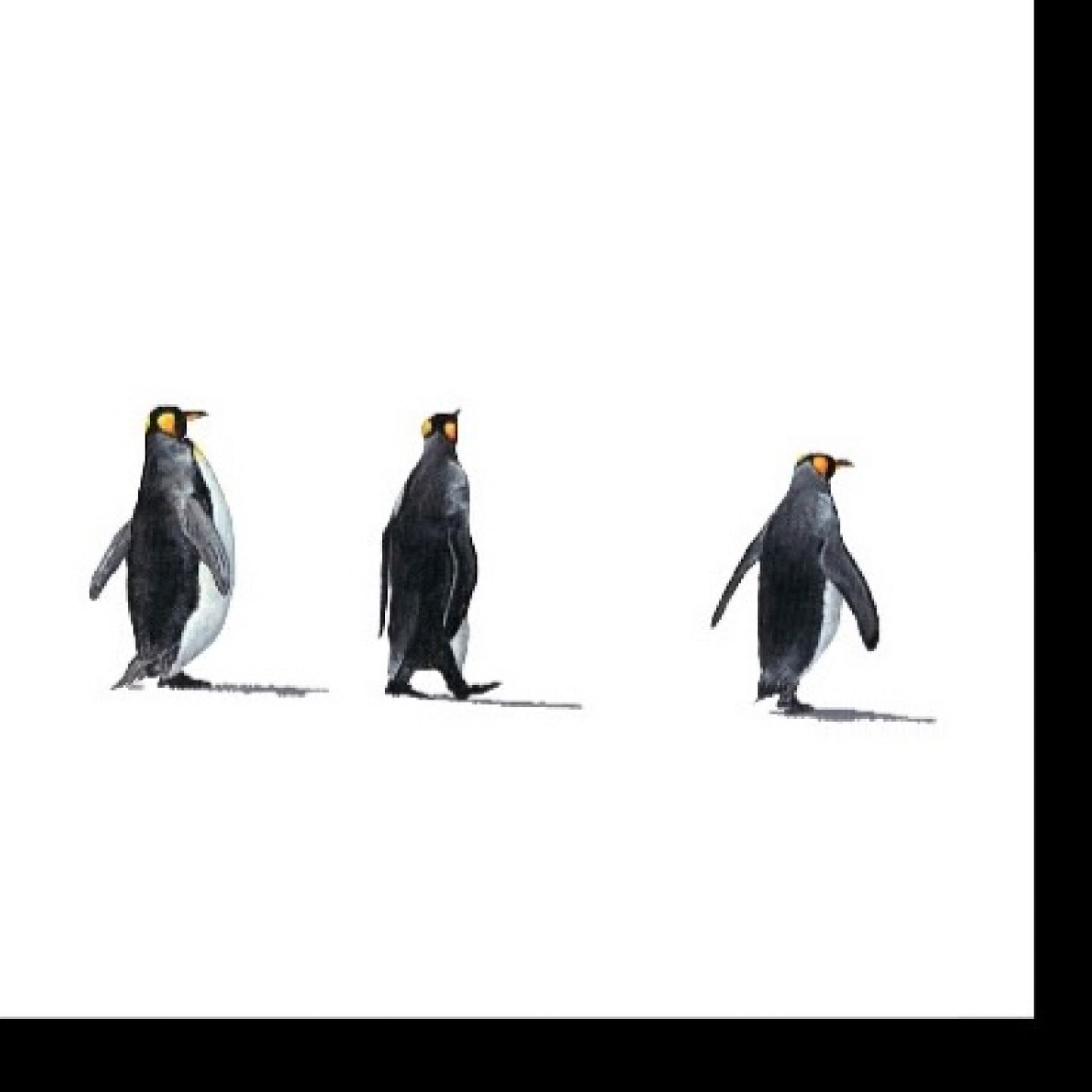Lost in Antarctica